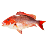 Red Snapper